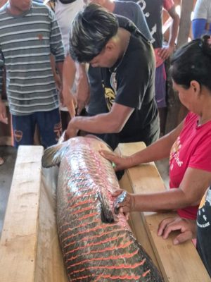 A fim de incentivar o desenvolvimento da pesca manejada do pirarucu, o Instituto de Desenvolvimento Agropecuário e Florestal Sustentável do Estado do Amazonas (Idam) realizou, na comunidade Nova Jerusalém do Acará, localizada na Reserva de Desenvolvimento Sustentável (RDS) Anamã, em Maraã (a 634 quilômetros de Manaus), o “Curso de Monitoramento e Boas Práticas de Manipulação do Pescado” e entregou a autorização de pesca de pirarucu manejado.