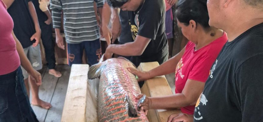A fim de incentivar o desenvolvimento da pesca manejada do pirarucu, o Instituto de Desenvolvimento Agropecuário e Florestal Sustentável do Estado do Amazonas (Idam) realizou, na comunidade Nova Jerusalém do Acará, localizada na Reserva de Desenvolvimento Sustentável (RDS) Anamã, em Maraã (a 634 quilômetros de Manaus), o “Curso de Monitoramento e Boas Práticas de Manipulação do Pescado” e entregou a autorização de pesca de pirarucu manejado.