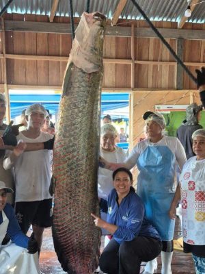 Pescadores de Maraã realizam primeira pesca de pirarucu manejado e faturam R$ 57 mil